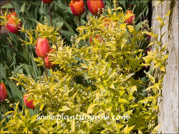 Early spring foliage and flowers.